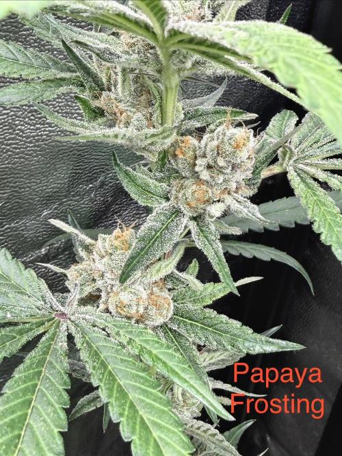 Dutch passion/ barneys farmXdoja run. Week 13