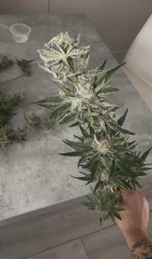 Dutch passion/ barneys farmXdoja run. Week 13