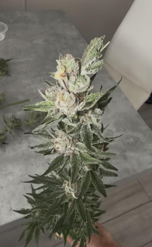 Dutch passion/ barneys farmXdoja run. Week 13