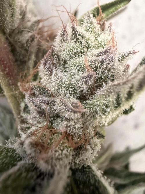 Dutch passion/ barneys farmXdoja run. Week 13