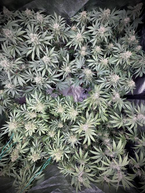 Dutch passion/ barneys farmXdoja run. Week 13
