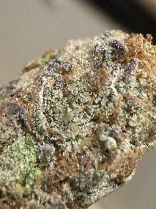 Dutch passion/ barneys farmXdoja run. Week 13
