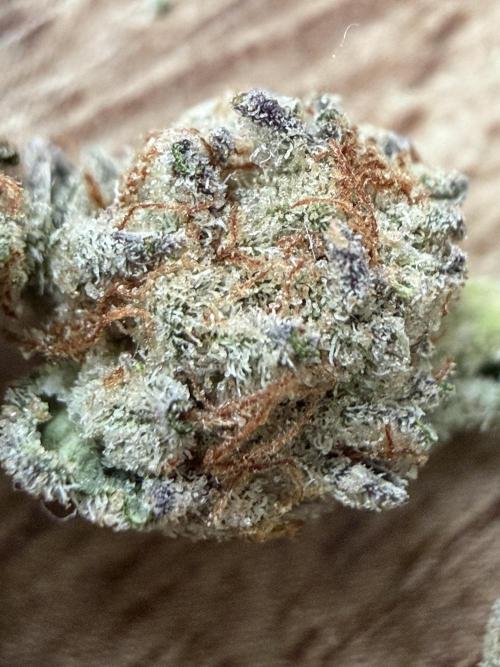 Dutch passion/ barneys farmXdoja run. Week 13