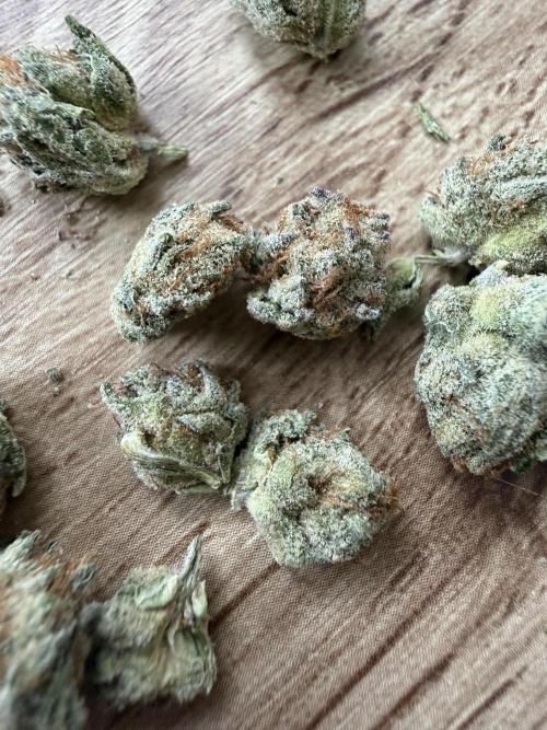 Dutch passion/ barneys farmXdoja run. Week 13