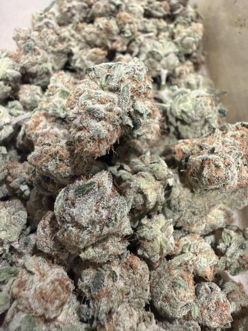 Dutch passion/ barneys farmXdoja run. Week 13
