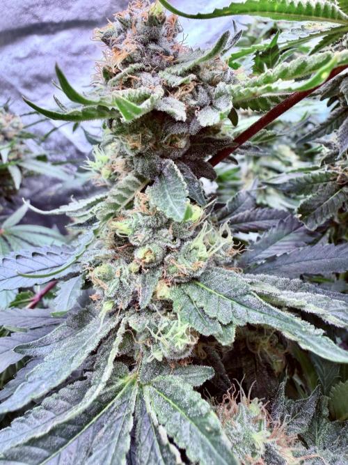 Dutch passion/ barneys farmXdoja run. Week 13