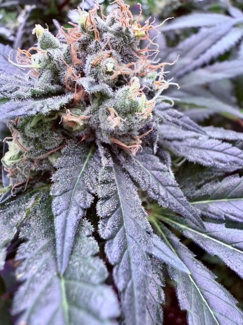 Dutch passion/ barneys farmXdoja run. Week 13