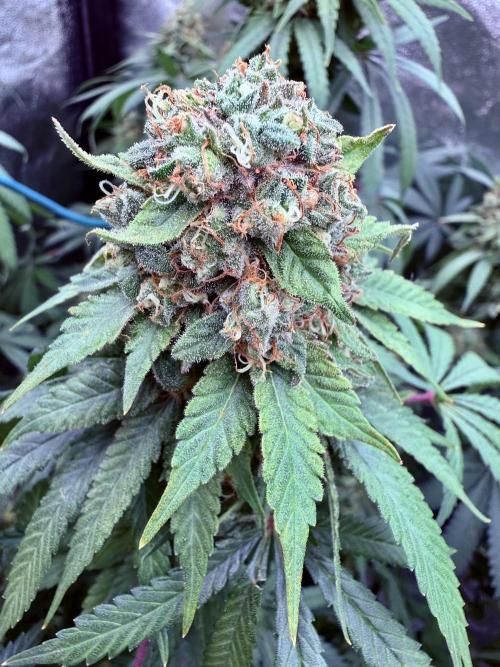 Dutch passion/ barneys farmXdoja run. Week 13