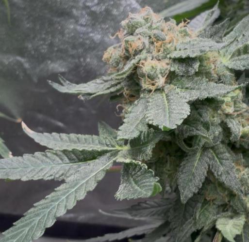 Dutch passion/ barneys farmXdoja run. Week 13