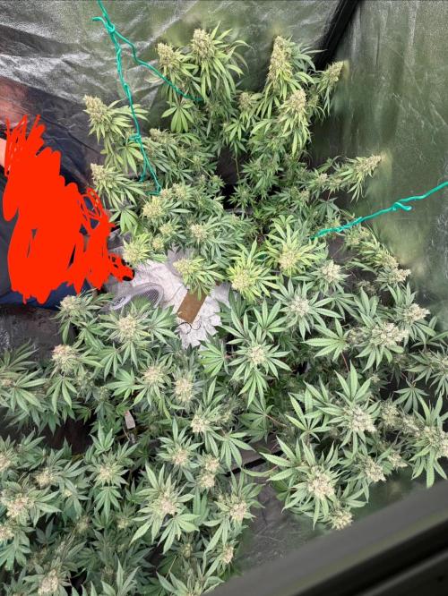 Dutch passion/ barneys farmXdoja run. Week 13