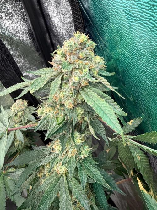 Dutch passion/ barneys farmXdoja run. Week 13