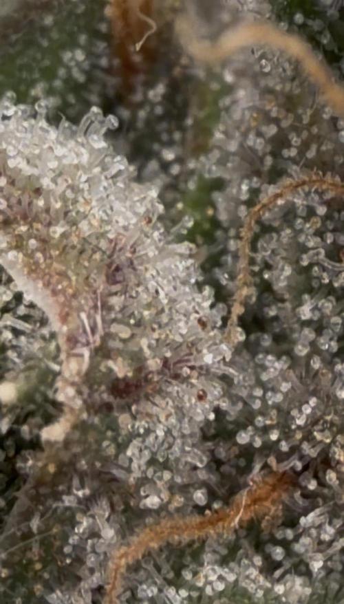 Dutch passion/ barneys farmXdoja run. Week 13