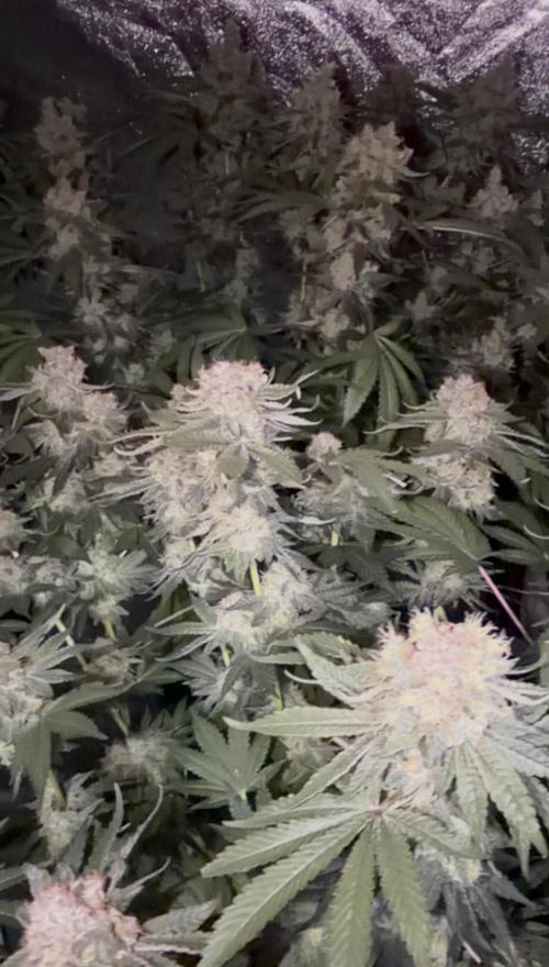 Dutch passion/ barneys farmXdoja run. Week 13