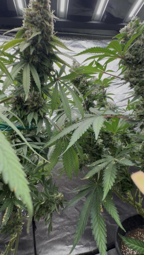 Dutch passion/ barneys farmXdoja run. Week 13