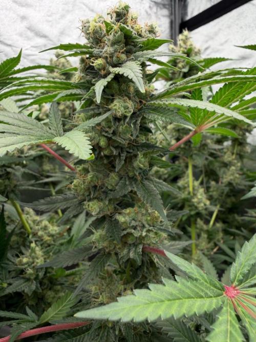 Dutch passion/ barneys farmXdoja run. Week 13