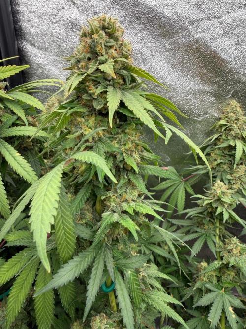 Dutch passion/ barneys farmXdoja run. Week 13
