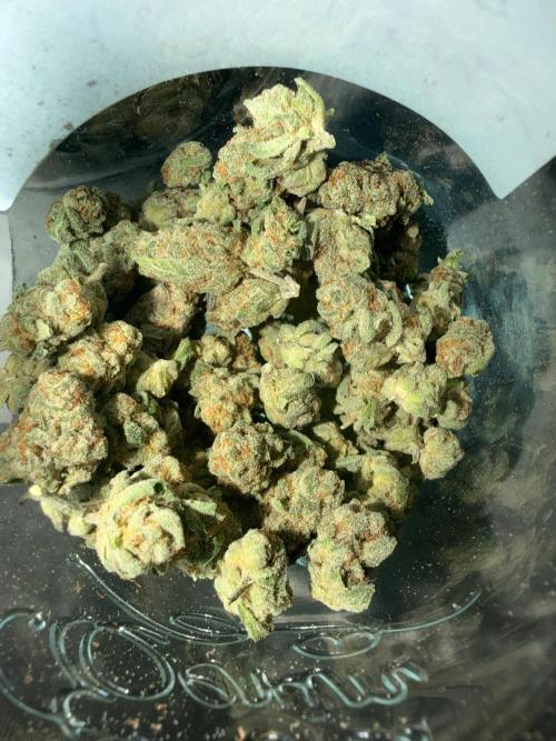 Dutch passion/ barneys farmXdoja run. Week 14