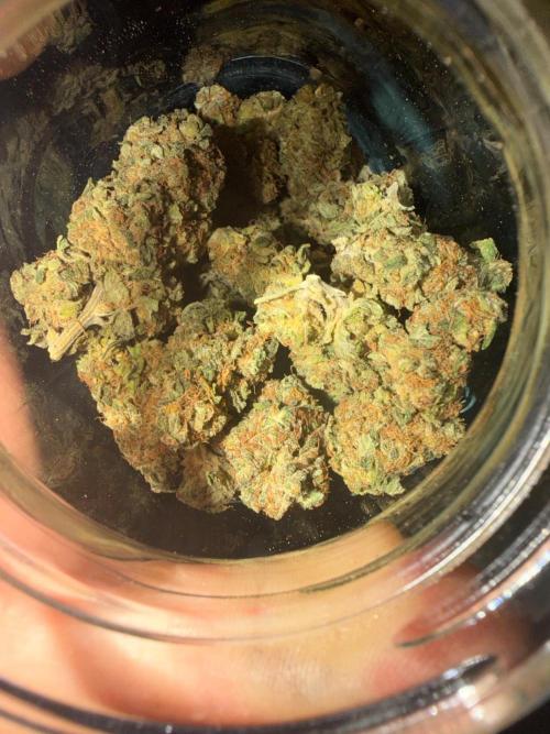 Dutch passion/ barneys farmXdoja run. Week 14