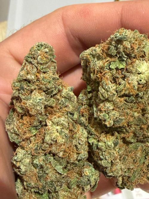 Dutch passion/ barneys farmXdoja run. Week 14