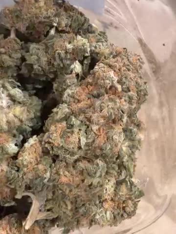 Dutch passion/ barneys farmXdoja run
