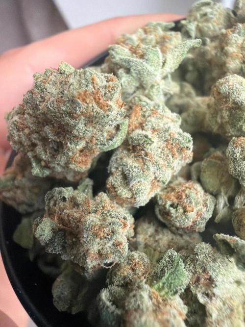 Dutch passion/ barneys farmXdoja run. Week 13
