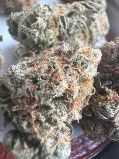 Dutch passion/ barneys farmXdoja run. Week 13