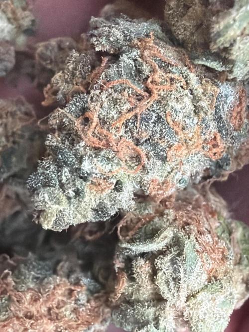 Dutch passion/ barneys farmXdoja run. Week 13