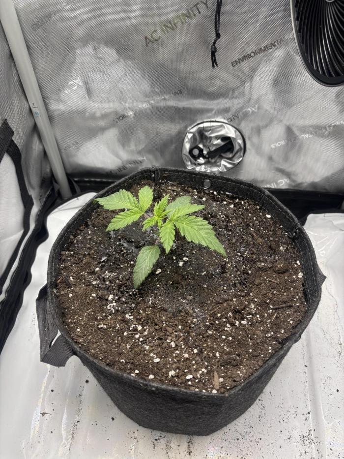 Ethos GPA’S cookies #6 x endgame #3. Week 3