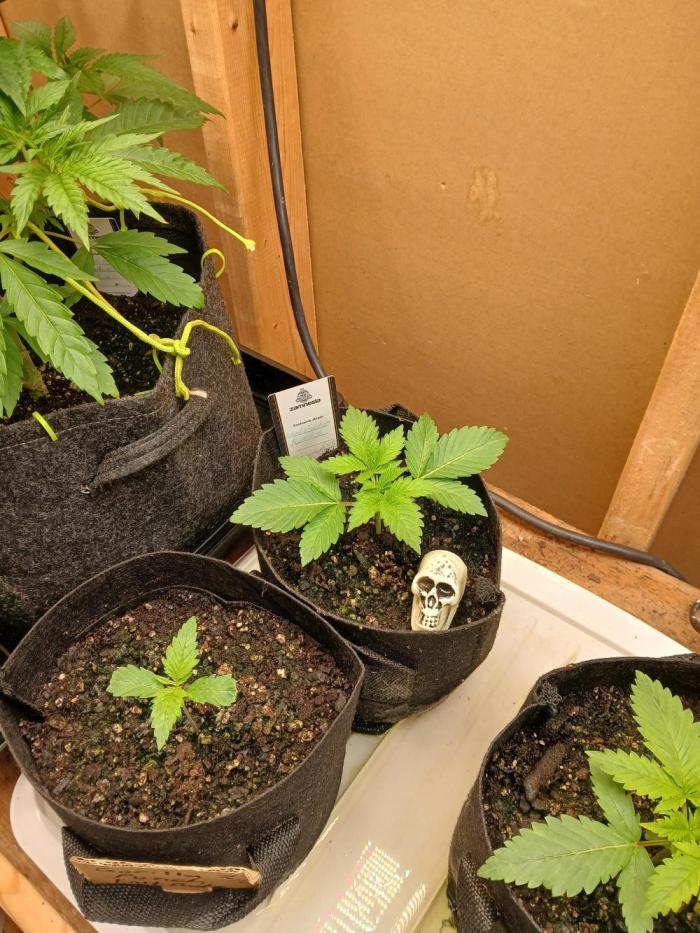 Goat island growz. Week 1 - Moving along nicely 