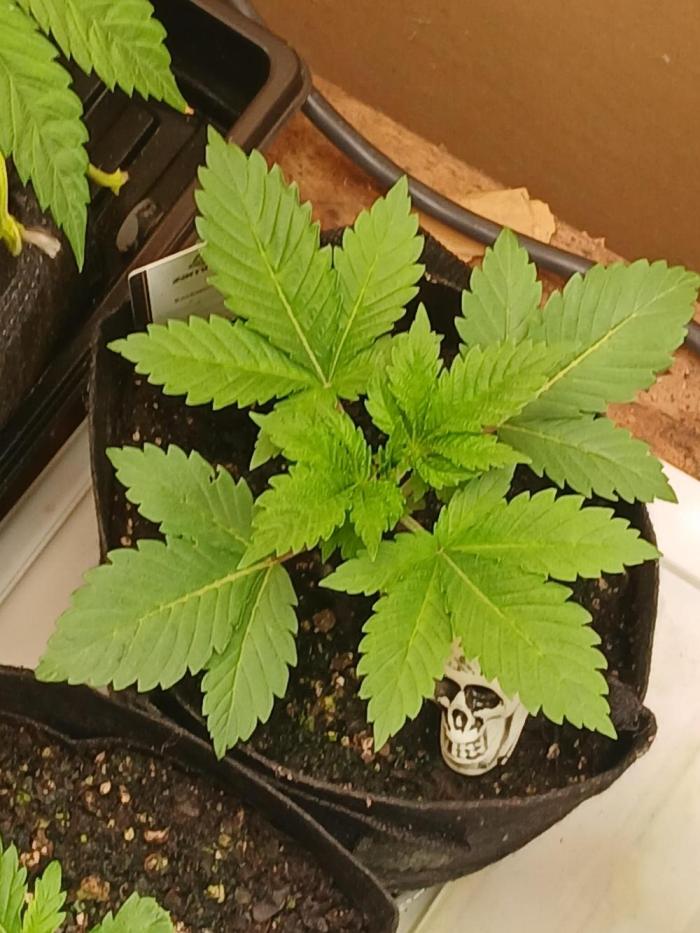 Goat island growz. Week 2 - We on our way 