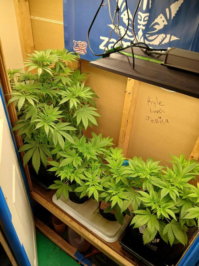 Goat island growz. Week 4 - Second plant from left