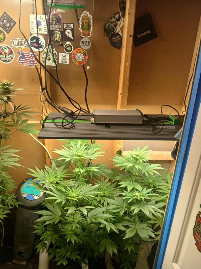 Goat island growz. Week 6 - Second plant from left 