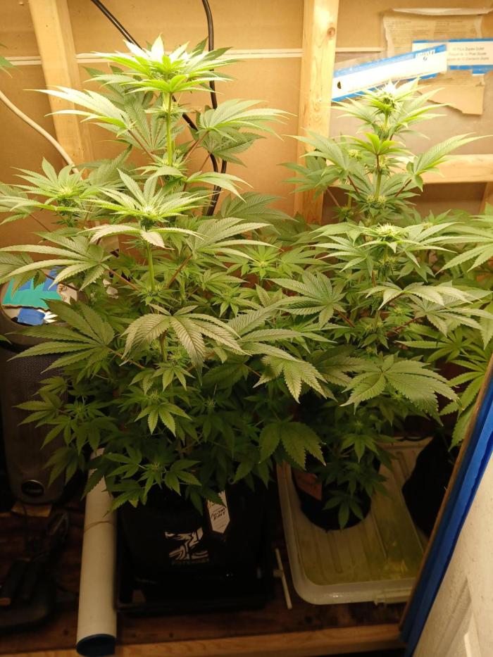 Goat island growz. Week 7 - Second plant from left