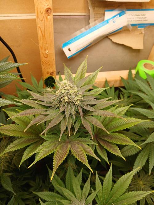 Goat island growz. Week 8 - Coming along nicely showing some fading of purple on leaves 