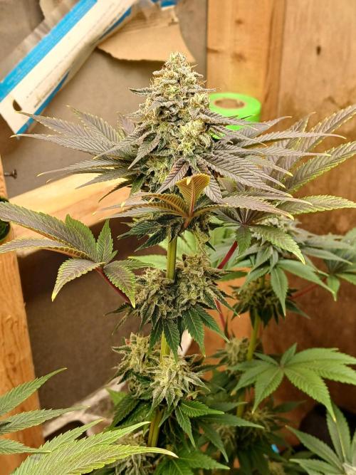 Goat island growz. Week 9 - In a 1 gallon pot limited space but she got rock hard buds 