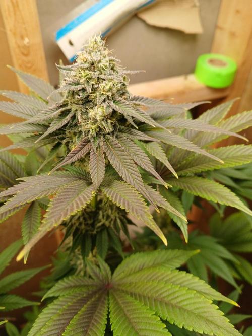 Goat island growz. Week 9 - Lovin the fade 