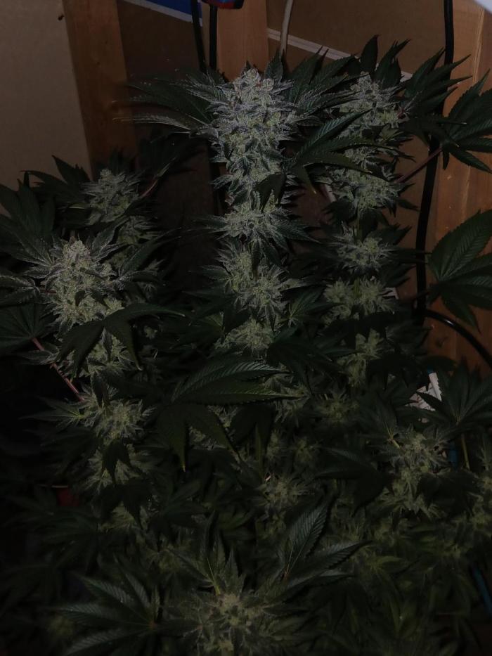 Goat island growz. Week 7 - Beastie plant for sure 