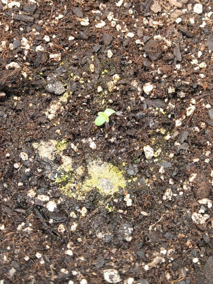 Goat island growz. Week 0 - 5 for 5 germination over one night had sprout next evening 