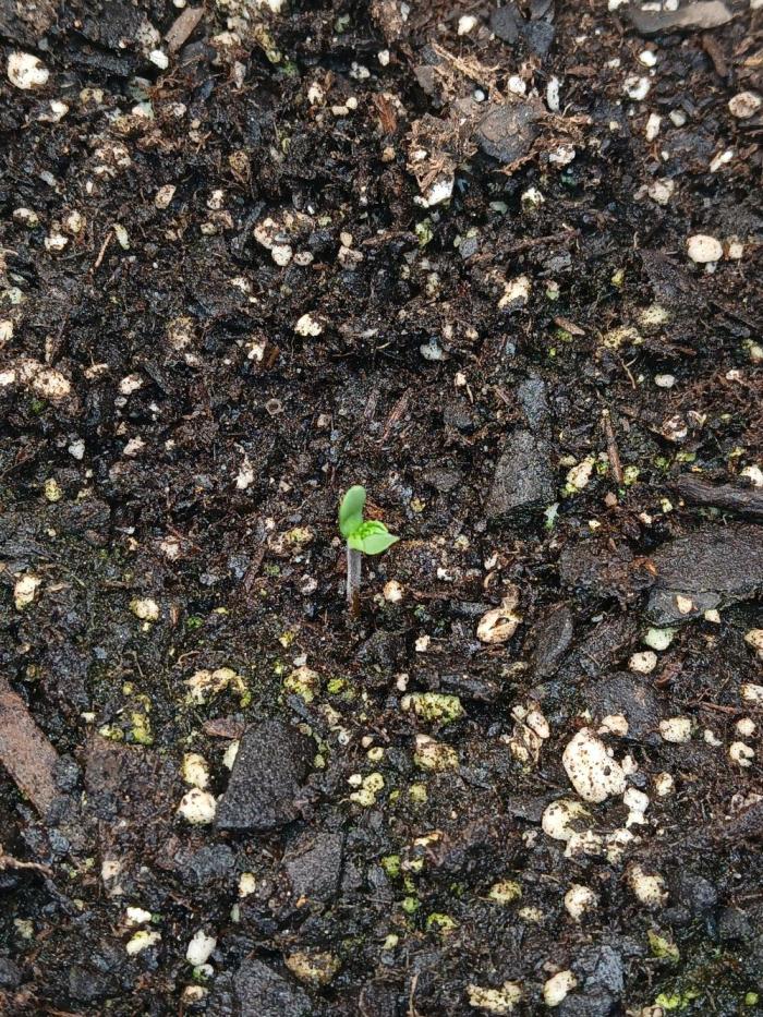 Goat island growz. Week 0 - Germination very good popped over night sprouted next evening 