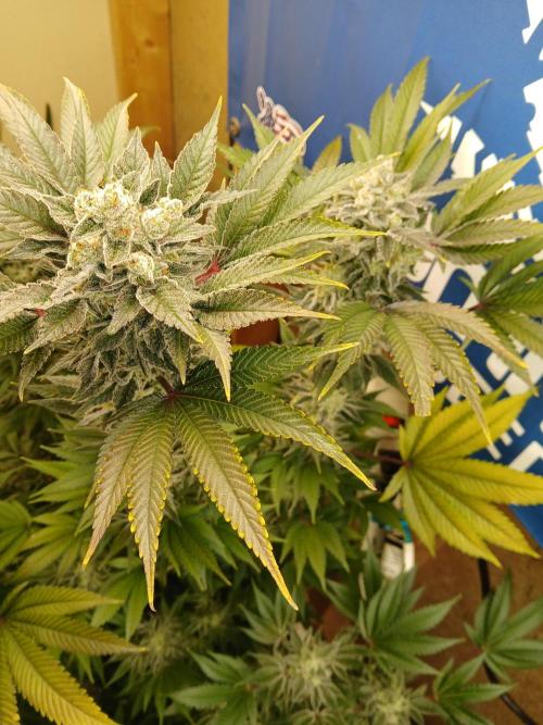 Goat island growz. Week 8 - Dense 
