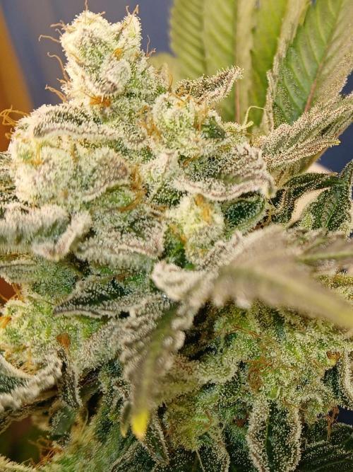 Goat island growz. Week 8 - Heavy 