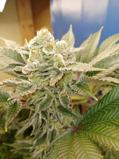 Goat island growz. Week 8 - Buds