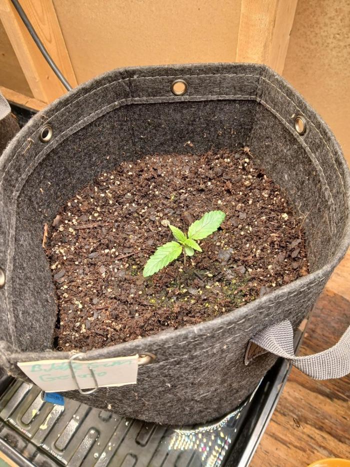 Goat island growz. Week 1 - Coming along nicely and strong 