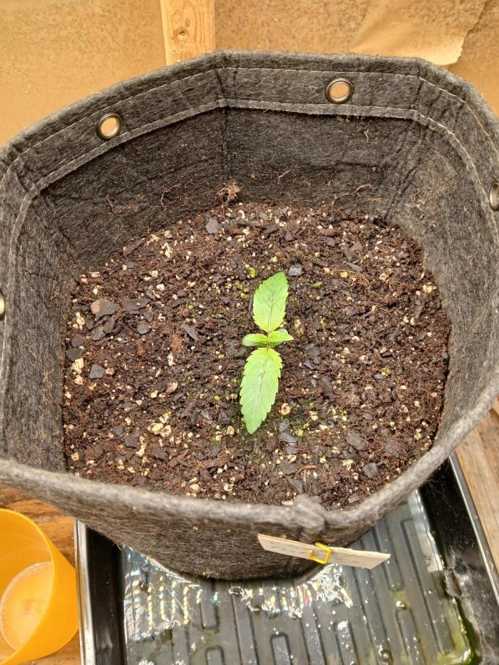 Goat island growz. Week 1 - Coming along nicely 