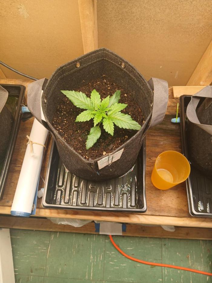 Goat island growz. Week 2 - These ladies moving fast i like that almost like autos 