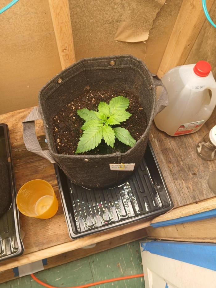 Goat island growz. Week 2 - Loving barneys farm genetics already my first barneys run 