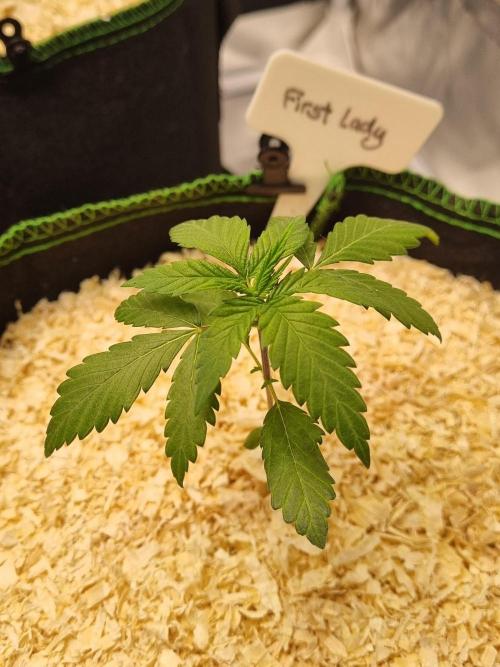 First Lady (Femi/Photo). Week 4 - 4.okt.