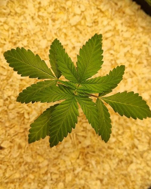 First Lady (Femi/Photo). Week 4 - 4.okt.