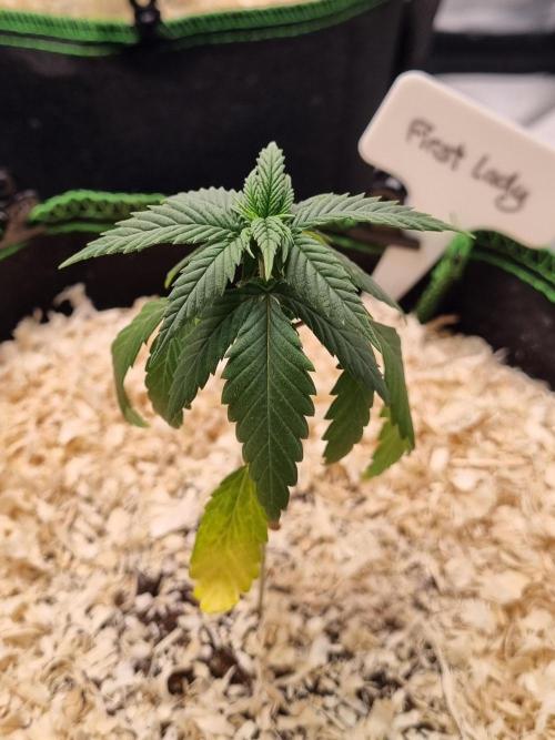 First Lady (Femi/Photo). Week 5 - 15.okt.