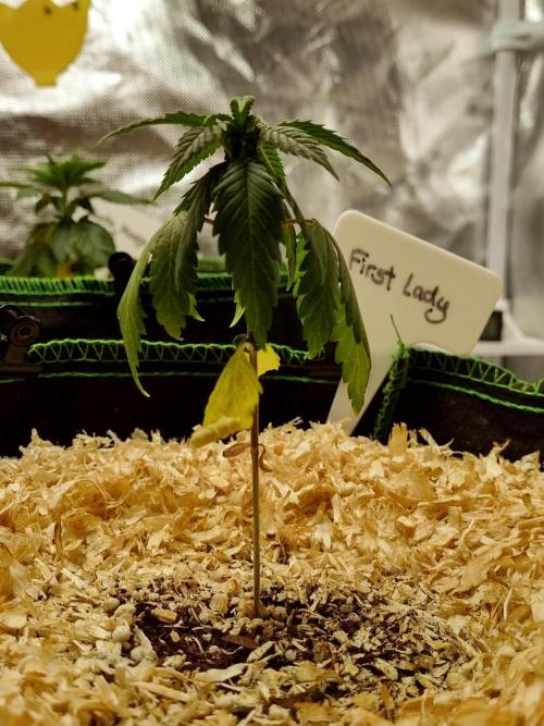 First Lady (Femi/Photo). Week 6 - 17.okt.